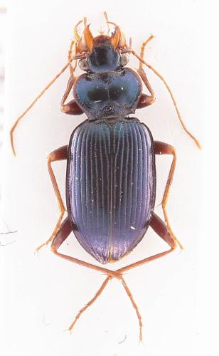 Réf. 352 541 : Leistus spinibarbis
